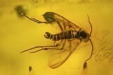 Fossil Fly & Tiny Spider In Baltic Amber #45145-1